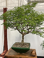 Brazilian Raintree